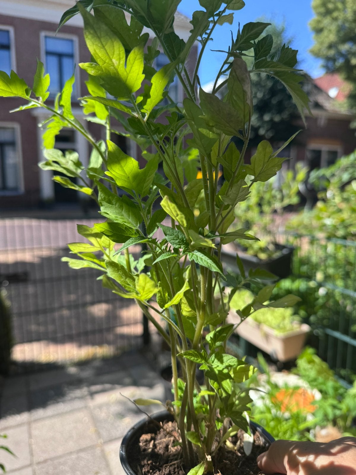 Meerdere tomaten planten, Overige soorten, Lente, Minder dan 100 cm, Ophalen