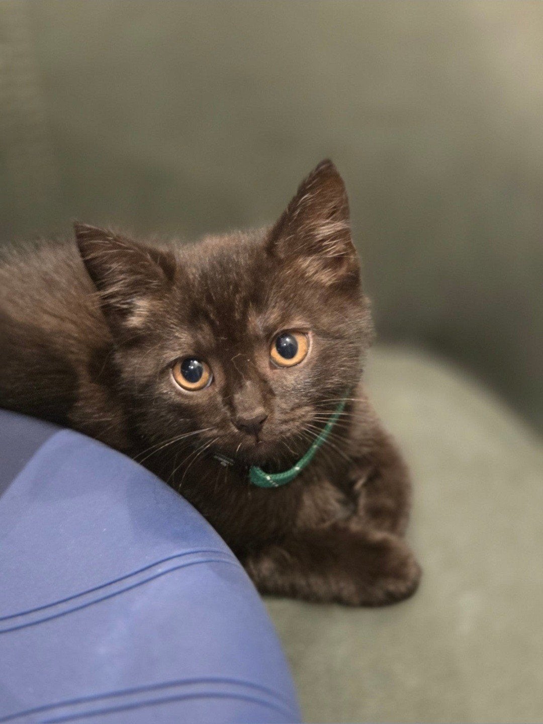 Britse Korthaar/ Ragdoll kitten, laatste kitten! 490 prijs, Dieren en Toebehoren, Kater, Ontwormd