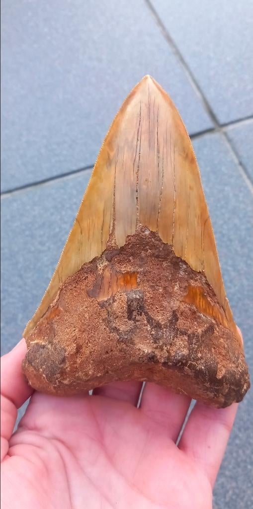 Grote onderkaakse Megalodon haaientand fossielen haai, Verzamelen, Mineralen en Fossielen, Ophalen of Verzenden, Fossiel