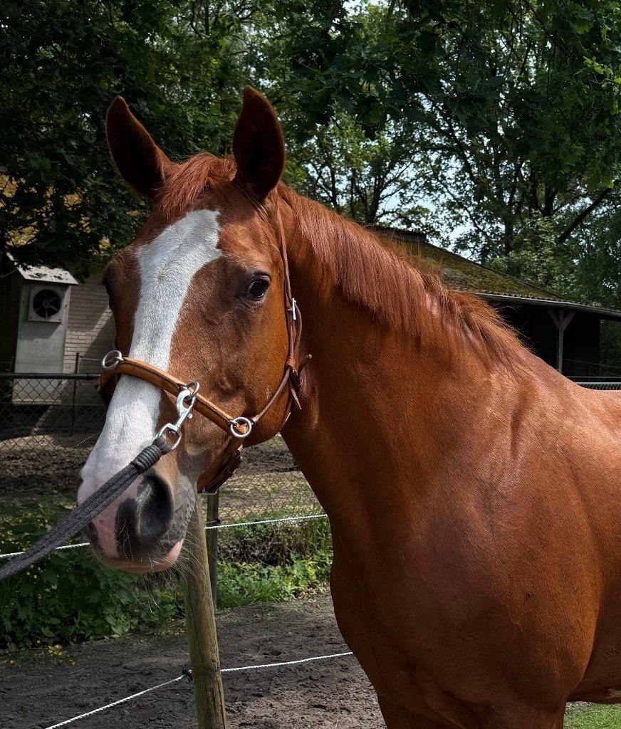 Bijzondere KWPN merrie, Merrie, Met stamboom, Niet van toepassing, Dressuurpaard