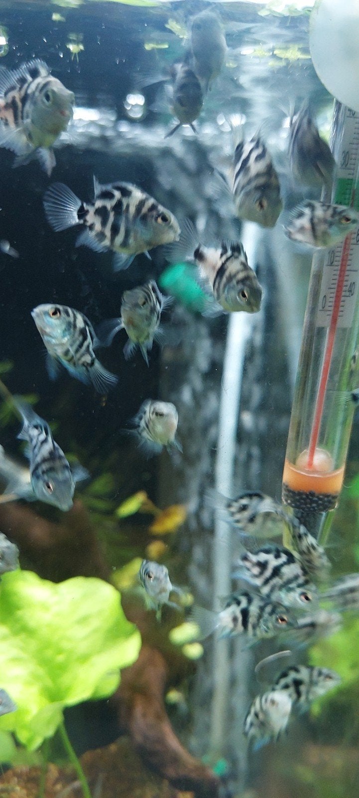 papegaai cichliden polar blue, Dieren en Toebehoren, Vis