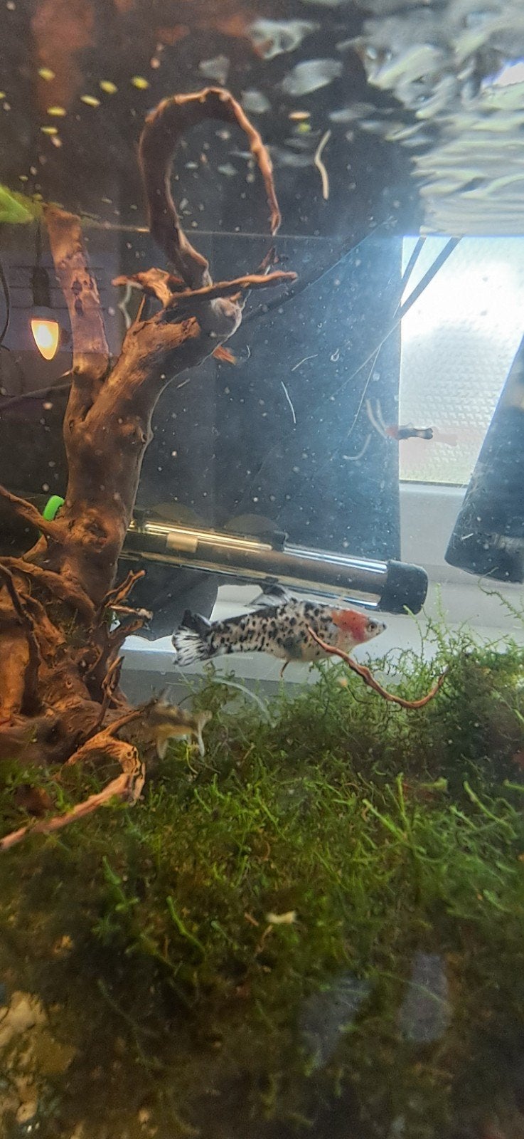 zwaarddragers, Vis, Zoetwatervis, Schoolvis
