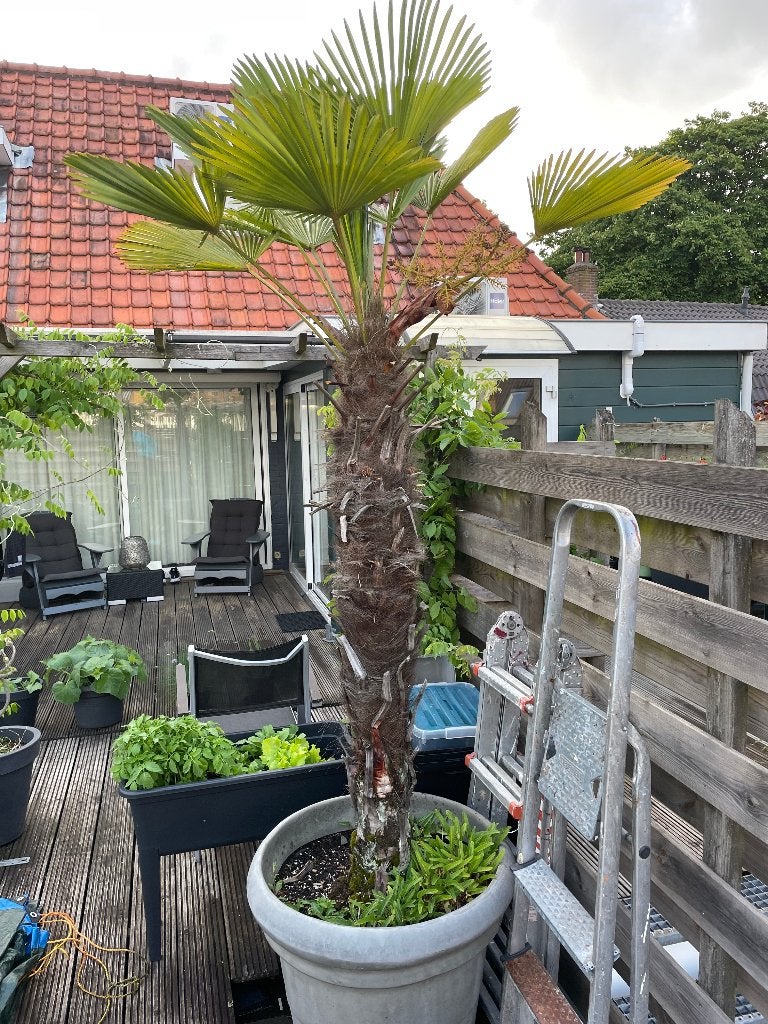 palmboom, Tuin en Terras, 100 tot 250 cm, Zomer, Palmboom, Ophalen
