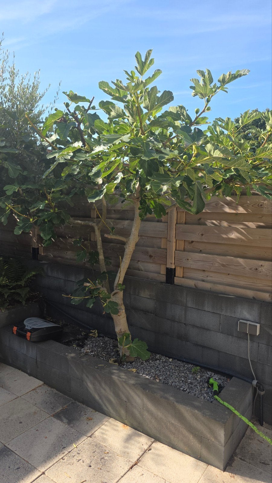 Volwassen vijgenboom (Ficus carica) - 207cm hoog, Tuin en Terras, Planten | Tuinplanten, Ophalen