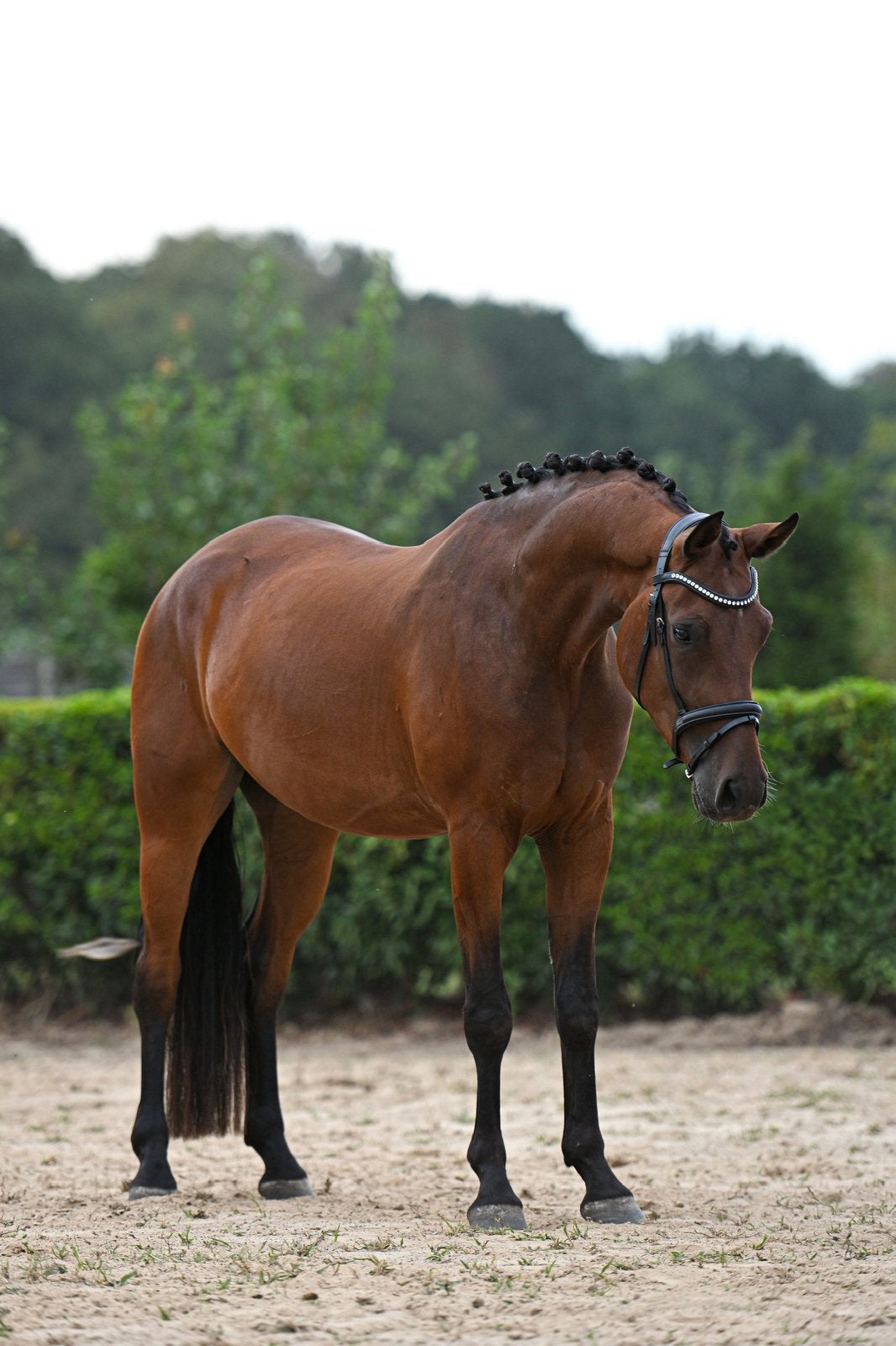 3-jarige NRPS E-pony ruin | ca. 1.50 m | sportpotentie, Dieren en Toebehoren, Minder dan 160 cm, Met stamboom, Ruin, Dressuurpaard