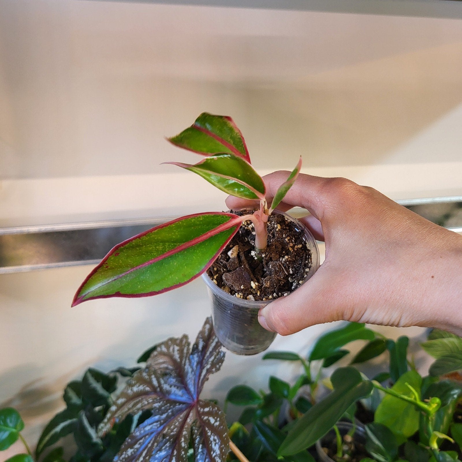 Aglaonema, Ophalen of Verzenden, Halfschaduw, Minder dan 100 cm