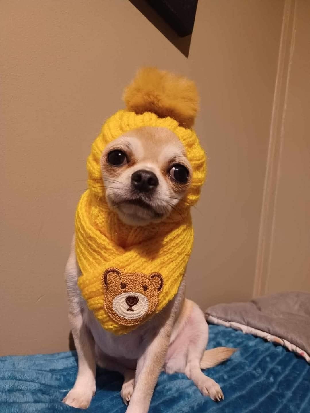 Chihuahua mutsje/sjaaltje, Verzenden, Nieuw, Overige typen