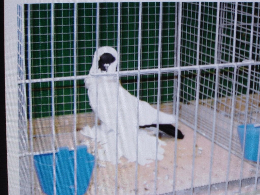 sierduiven Schmalkaldener moorkoppen, Dieren en Toebehoren, Vogels | Duiven, Meerdere dieren, Overige soorten