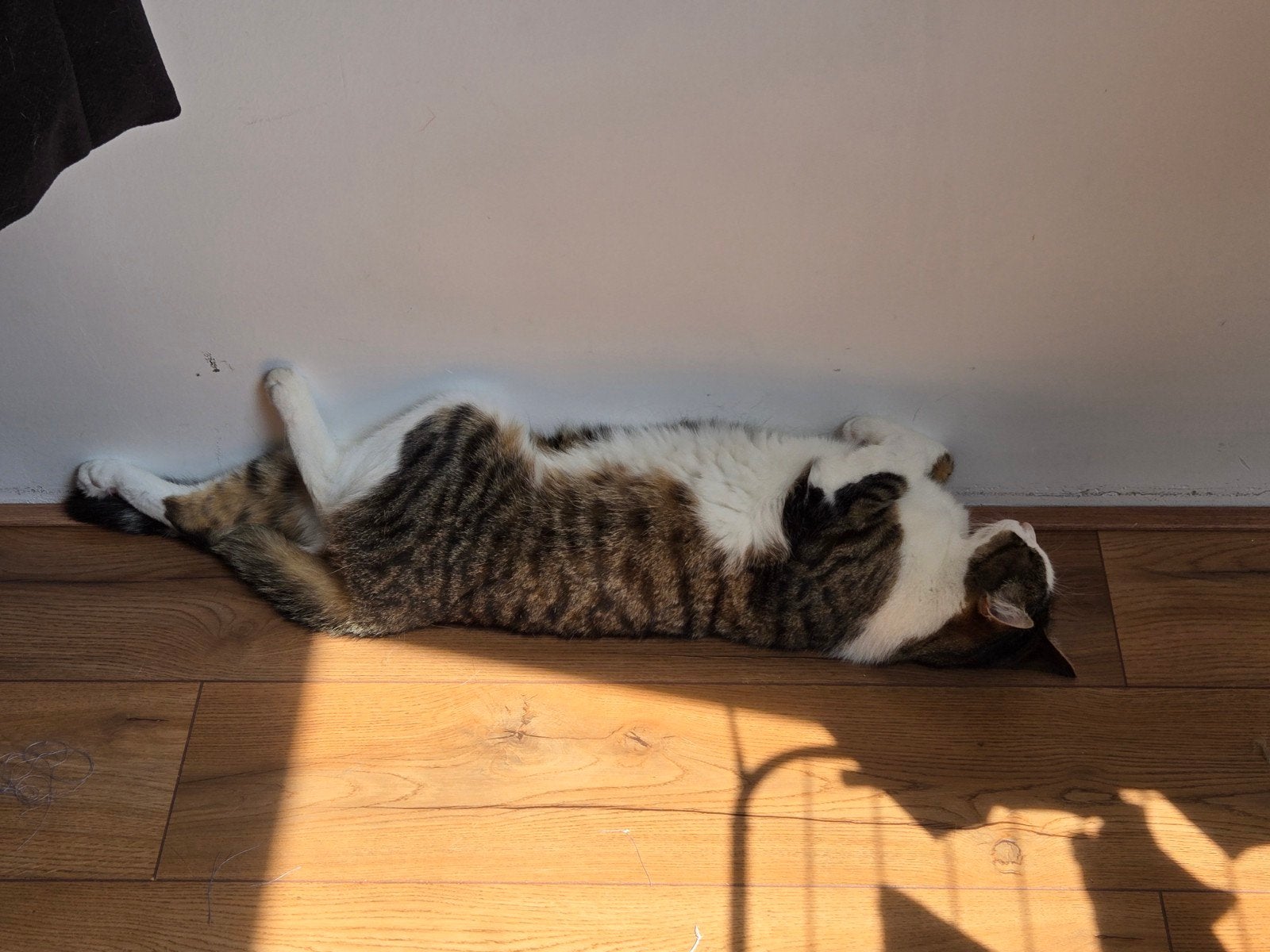 Cats need a new home