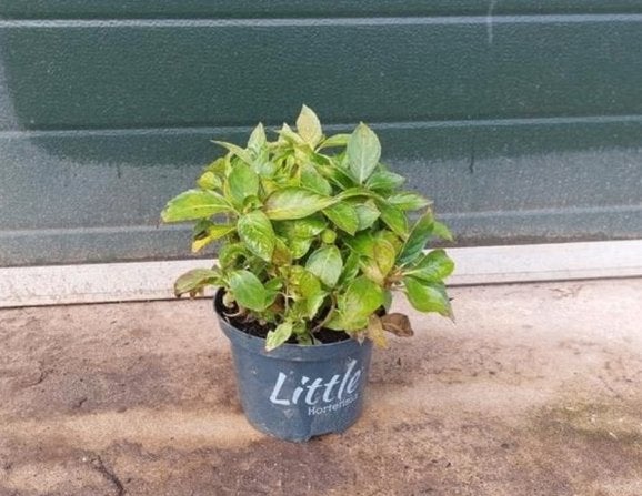 Hortensia Macrophylla 'Little Red', Tuin en Terras, Vaste plant, Halfschaduw, Zomer, Ophalen