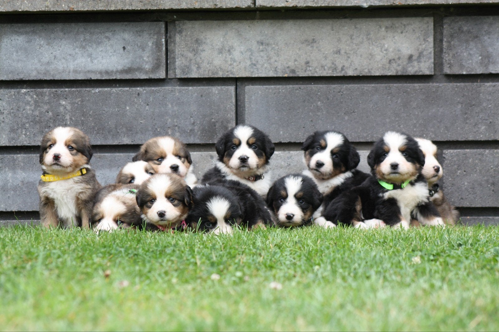 Bernersennen pups, Dieren en Toebehoren, 8 tot 15 weken, Meerdere, Meerdere dieren, Nederland
