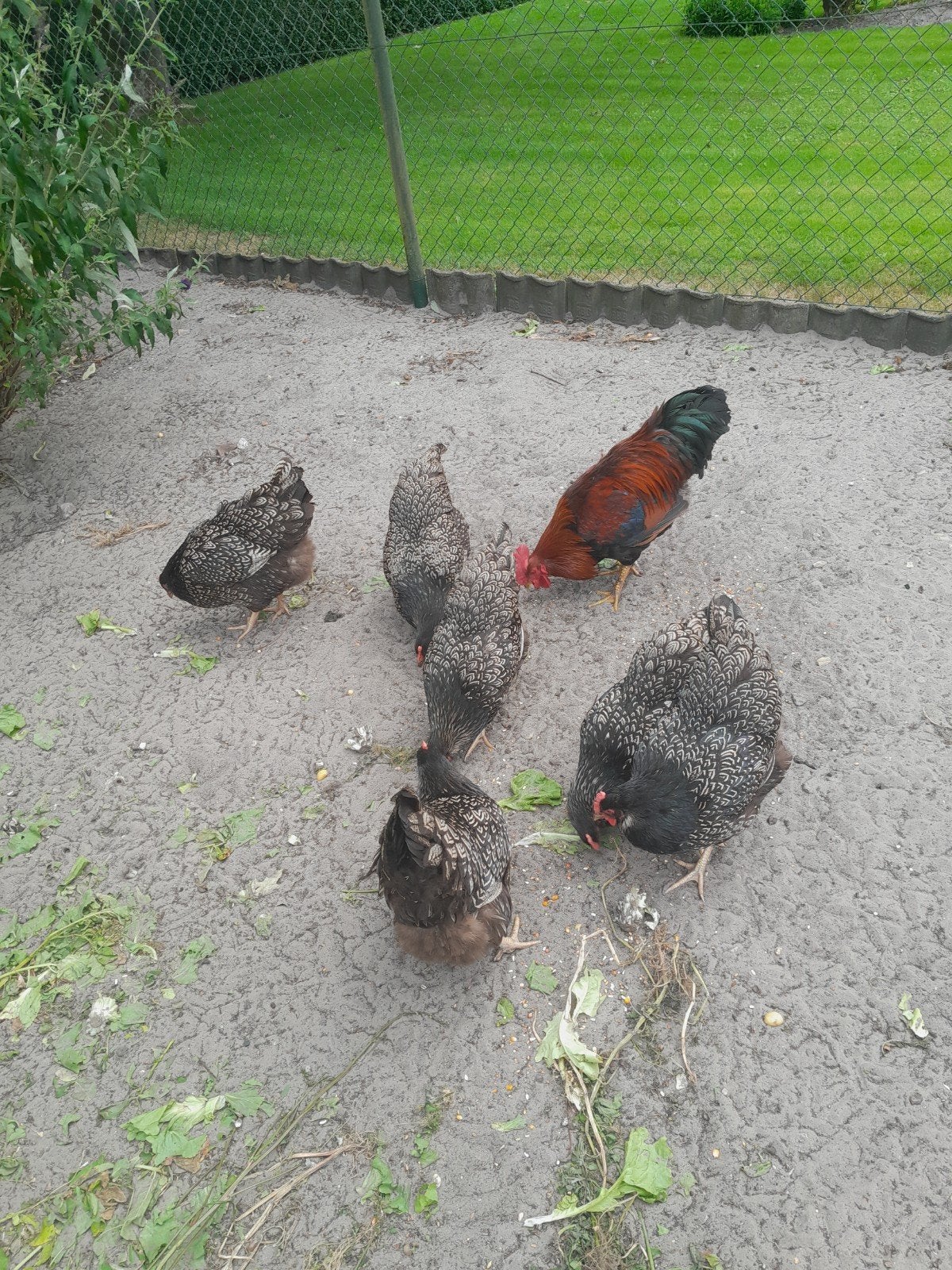 Barnevelder dubbelgezoomd, Dieren en Toebehoren, Mannelijk, Kip