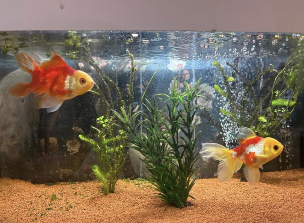 2 LEEUWENKOP goudvis met aquarium erbij, Dieren en Toebehoren, Vissen | Aquariumvissen, Vis