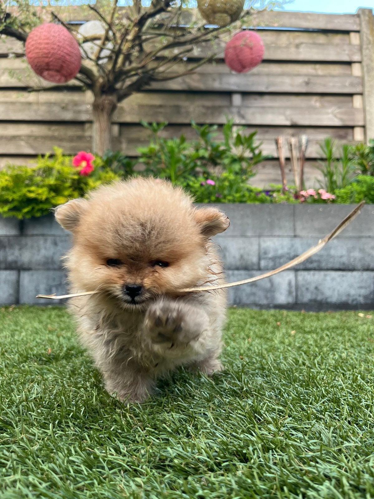 Pomeriaan pupje, Dieren en Toebehoren, Honden | Poolhonden, Keeshonden en Oertypen, Keeshond, Reu, 8 tot 15 weken, Parvo