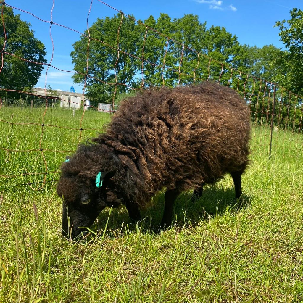 Oussant ooi met ooilam, Dieren en Toebehoren, Vrouwelijk, Schaap
