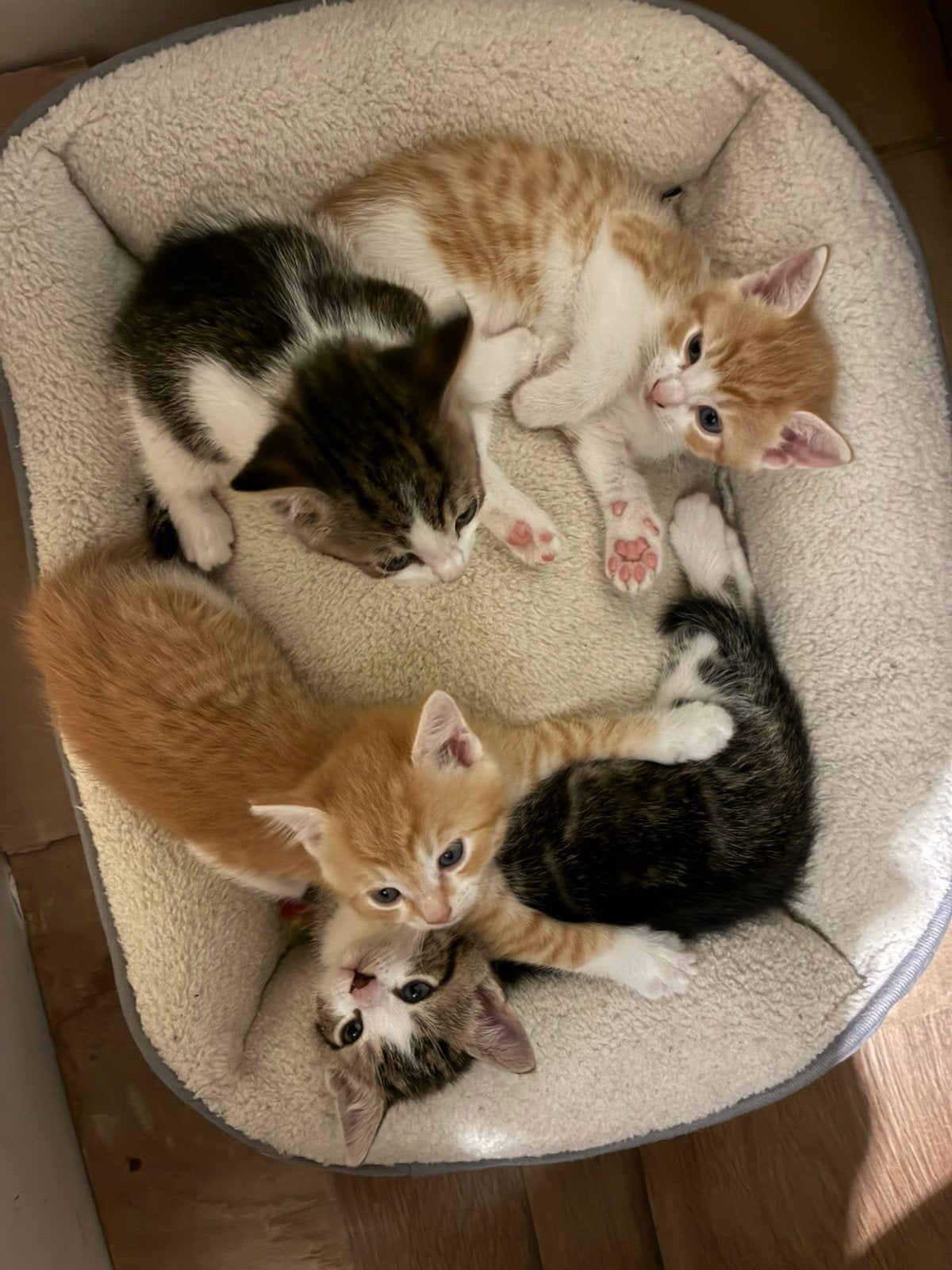 Nieuw thuis gezocht voor lieve speelse kittens, Dieren en Toebehoren, Meerdere dieren, Kortharig, 0 tot 2 jaar