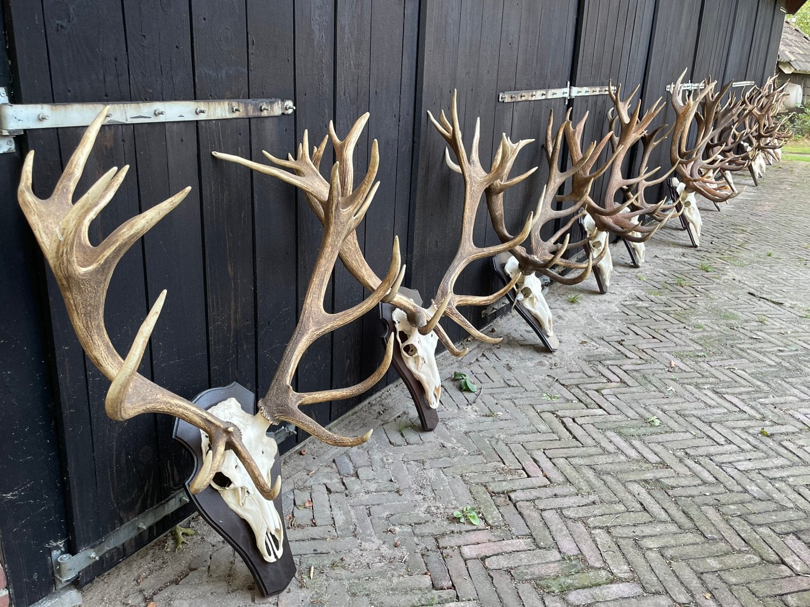 Geweien, hoorns. Hertengewei, schedel. Edelhert, damhert, Verzamelen, Ophalen of Verzenden, Gebruikt, Hert, Schedel