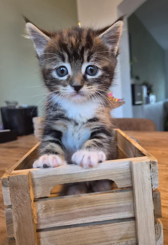 Prachtige Main Coon  Europese Korthaar kitten (poes), Dieren en Toebehoren, Poes, Ontwormd