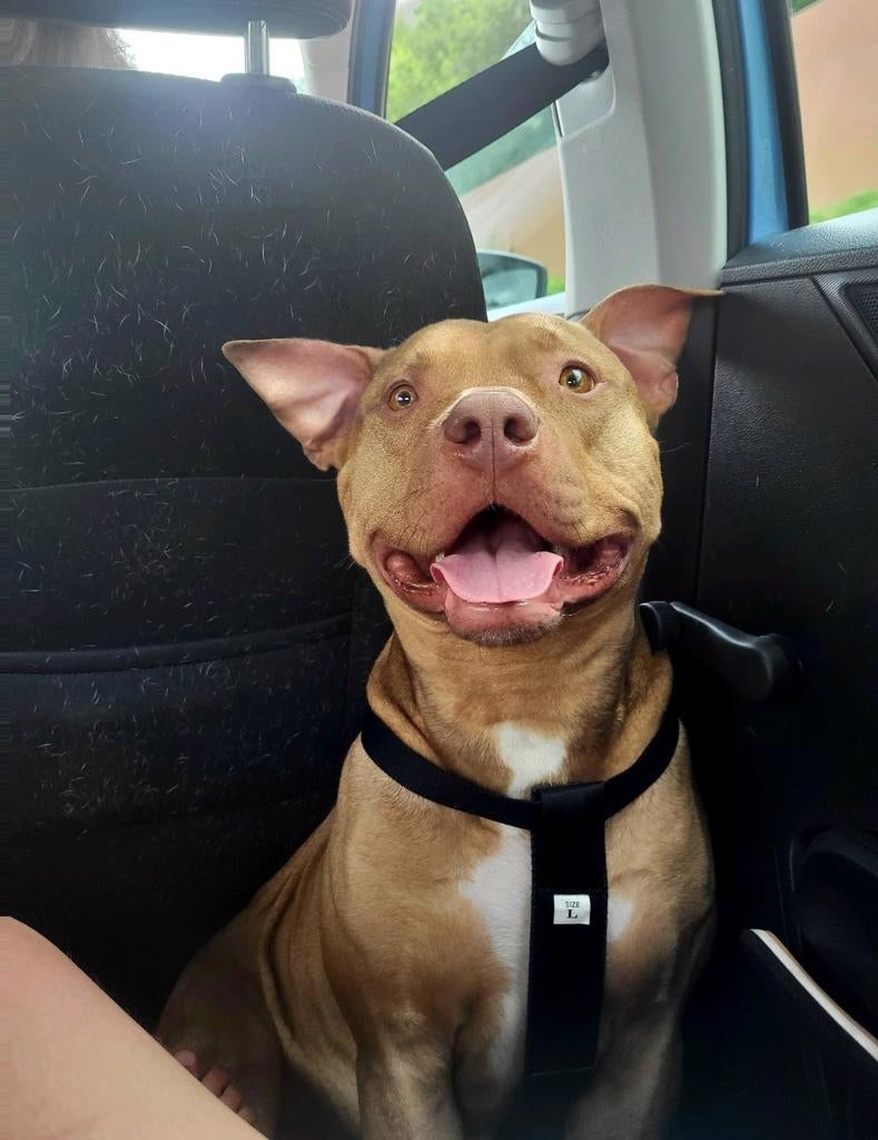Lieve mix stafford/pitbull xl, 6 jaar of ouder, Reu, Groot, Eén hond