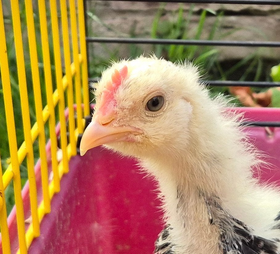 Prachtige Faverolles krielhanen, gratis op te halen, Dieren en Toebehoren, Pluimvee, Mannelijk, Kip
