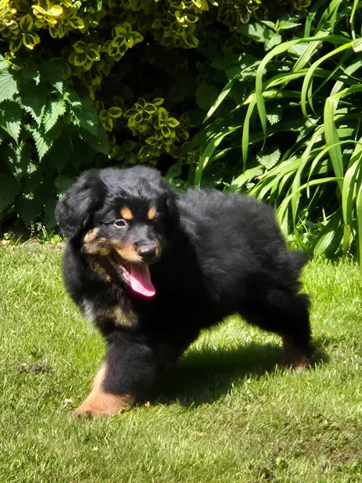 Australian Shepherd x Berner Sennen x Golden retriever pups, Nederland, Meerdere, Meerdere dieren, Fokker | Professioneel