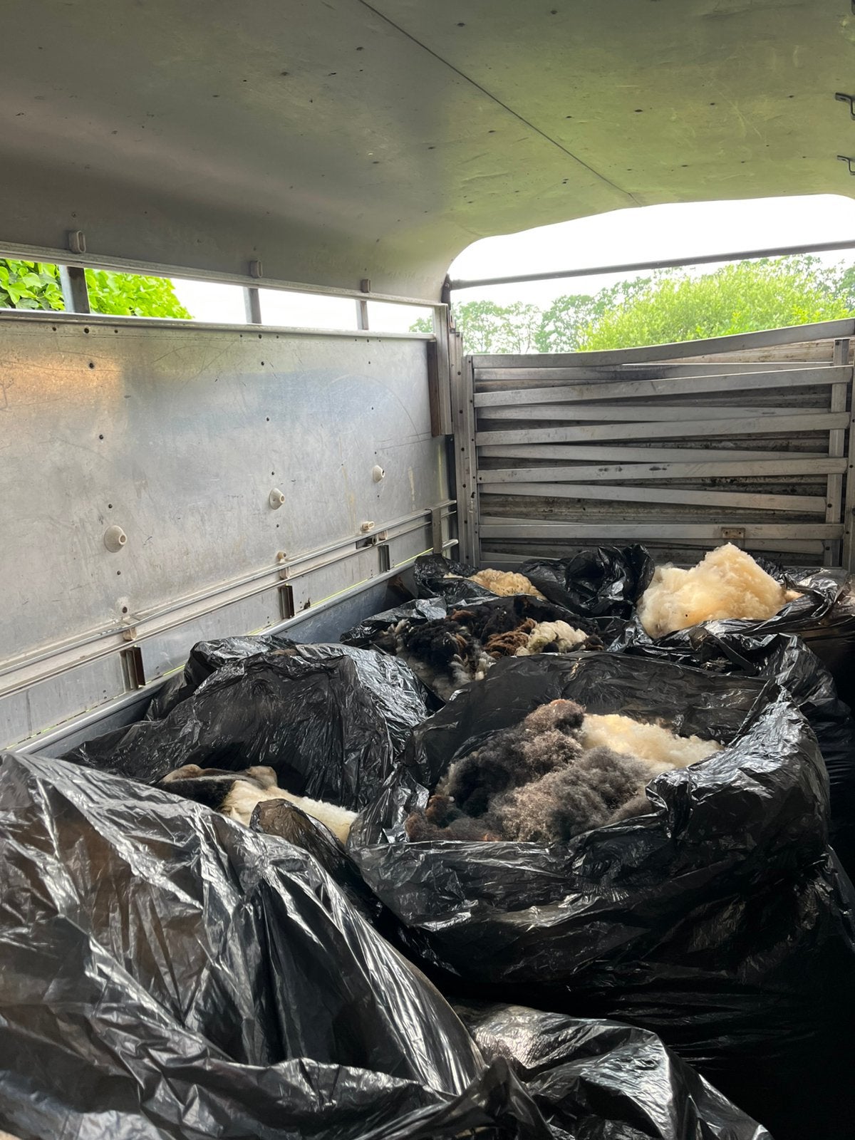 Te koop, Meerdere dieren, Schaap