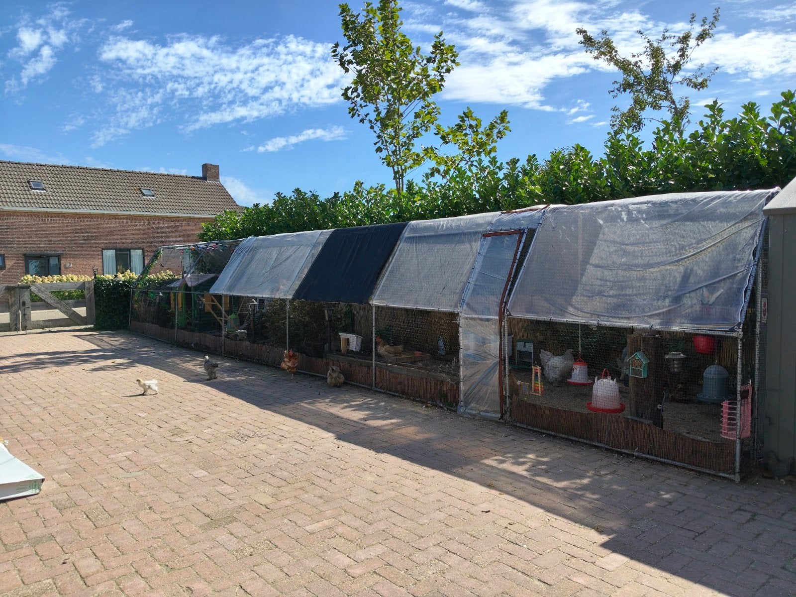 kippenren, Dieren en Toebehoren, Ophalen, Kippenhok of Kippenren