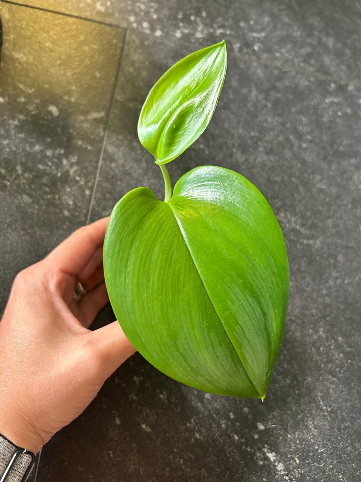 Scindapsus treubii moonlight - Zeldzame kamerplant, Ophalen of Verzenden, Halfschaduw, Minder dan 100 cm