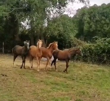 Kwaliteit 's,  veulens en ezel, Merrie