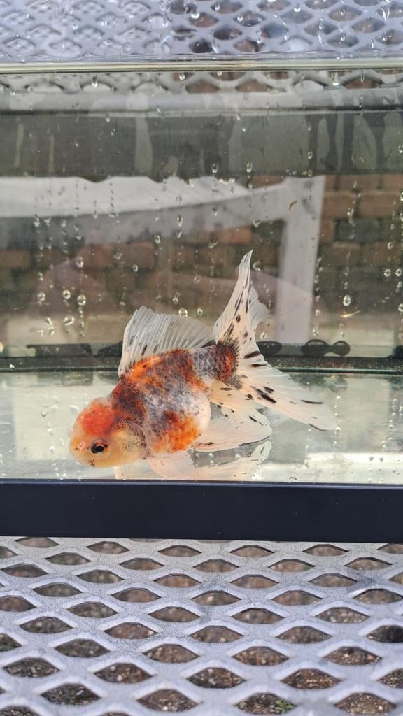 Oranda goudvis, Goudvis(sen)