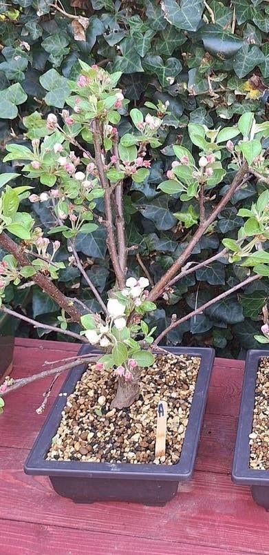 Bonsai Malus 35cm appelboom appelBonsai in trainingsschaal, Eenjarig, Ophalen of Verzenden, Halfschaduw, Fruitplanten