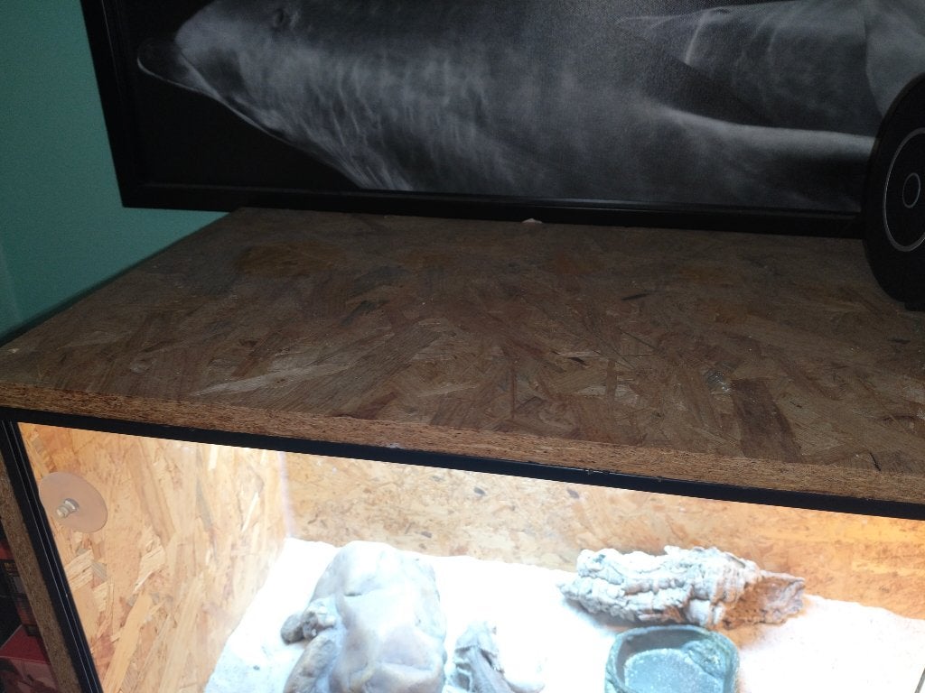 baardagaam met compleet terrarium en alle benodigdheden Bearded Dragon photo 5