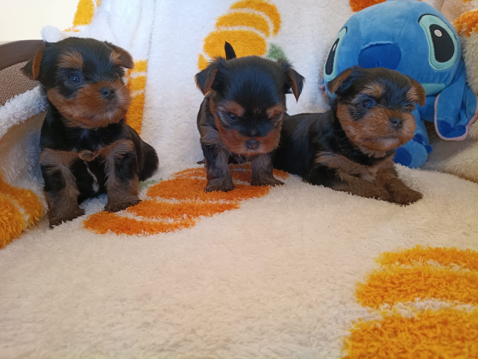 Yorkshire Terrier Standar FCI, Ophalen of Verzenden, Zo goed als nieuw