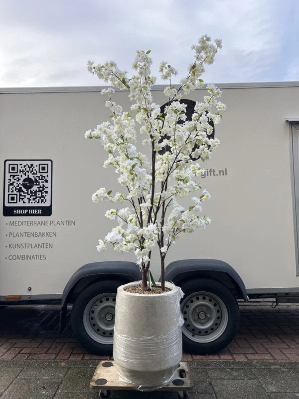 Kunstbloesemboom wit in pot Harrith beige compleet, Huis en Inrichting, Ophalen of Verzenden