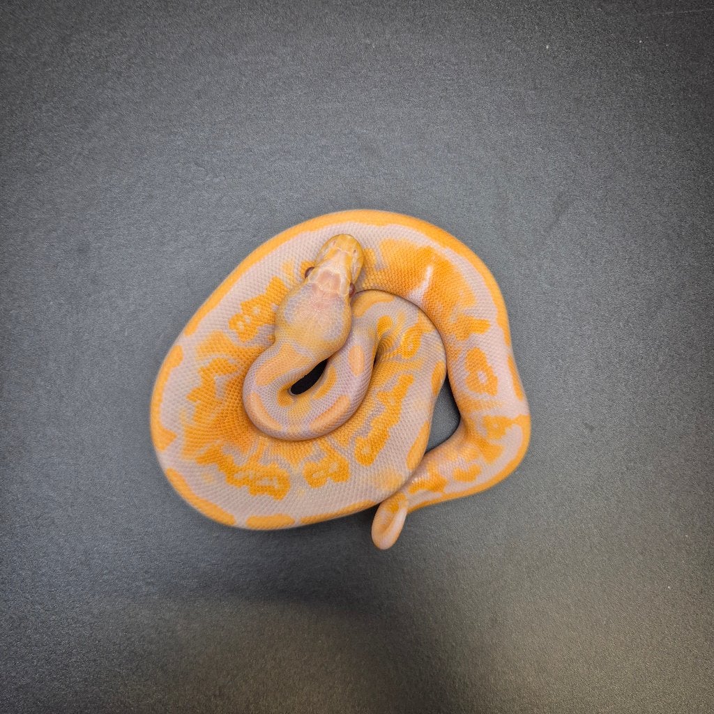 candy cinnamon yellowbelly p. regius Ball Python - unknown for sale from Roundhog serpents