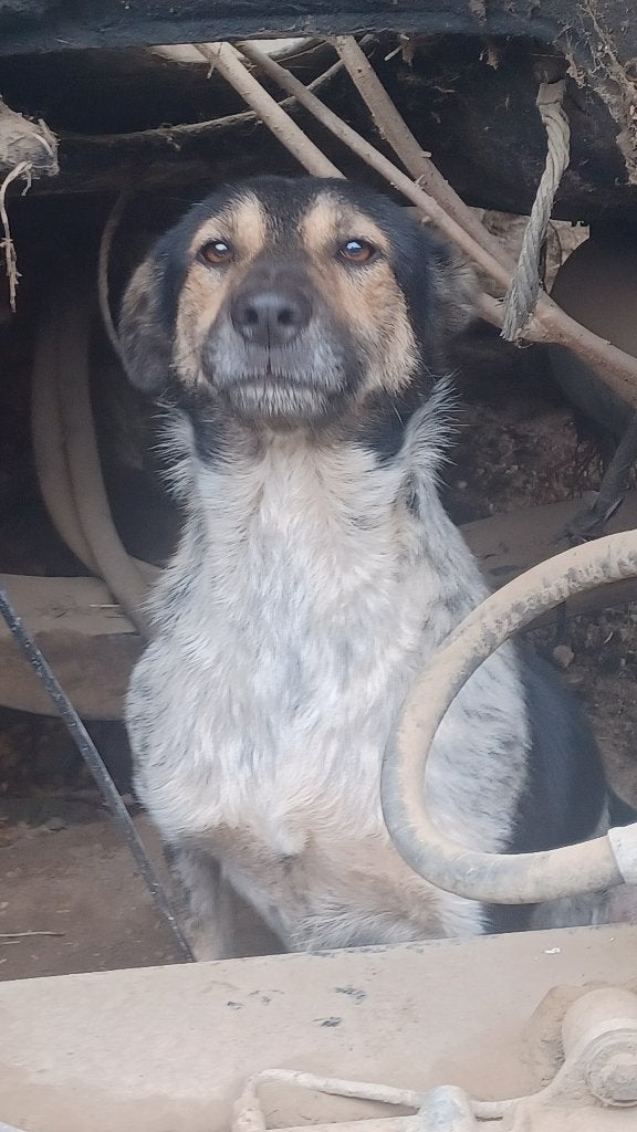 Knappe, nog wat onzekere Pavly ter adoptie!, Dieren en Toebehoren, Particulier, Reu, Buitenland, Parvo