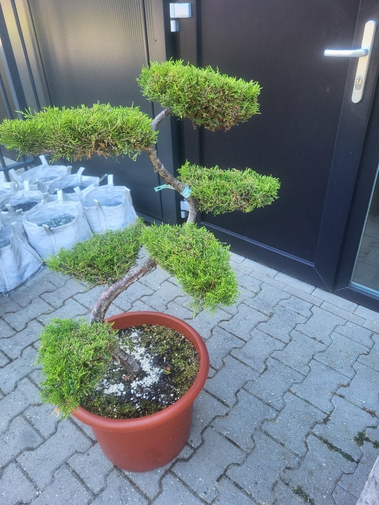 Juniperus pfitzeriana bonsai 80/90, Bloeit niet, Halfschaduw, Overige soorten, Minder dan 100 cm