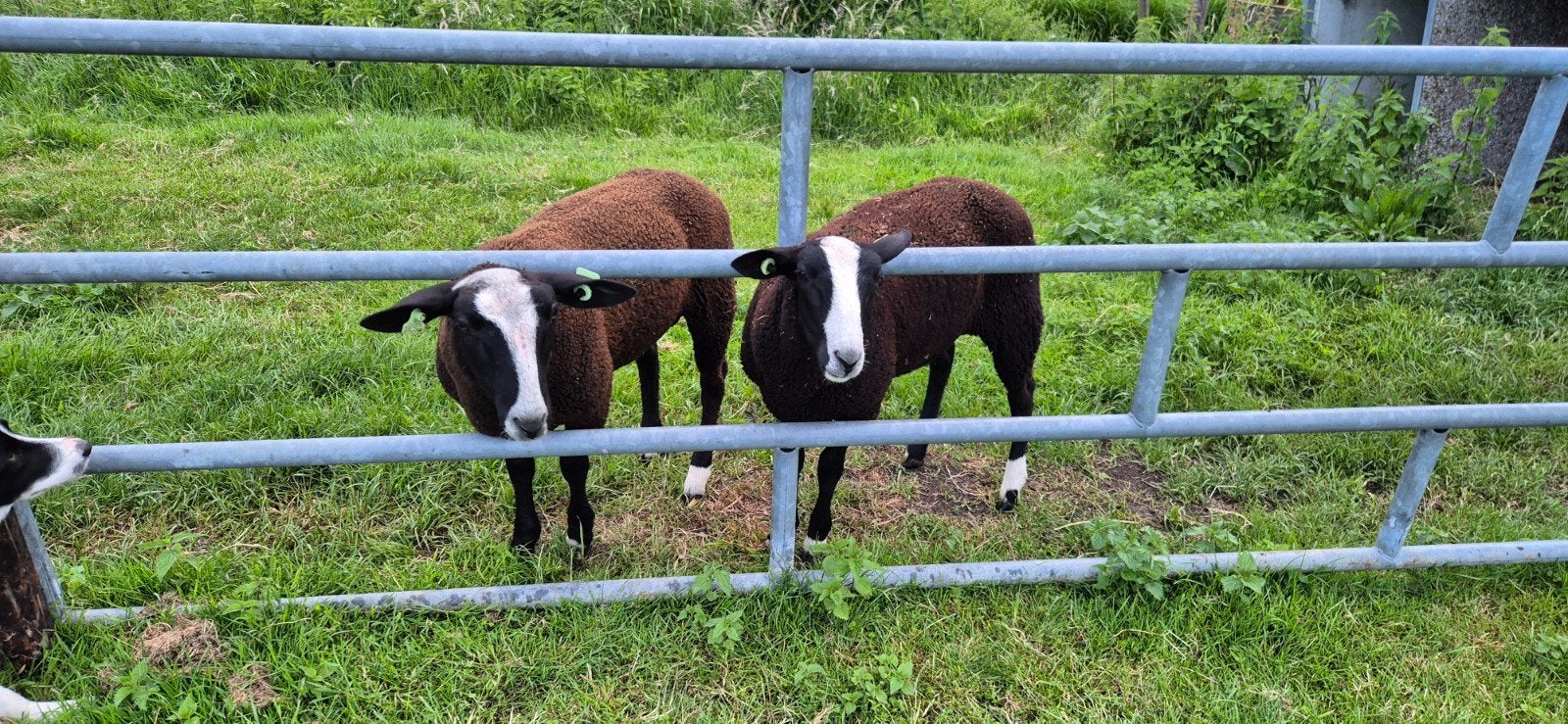 2 zwartbles ramlammeren, Mannelijk, Schaap, 0 tot 2 jaar