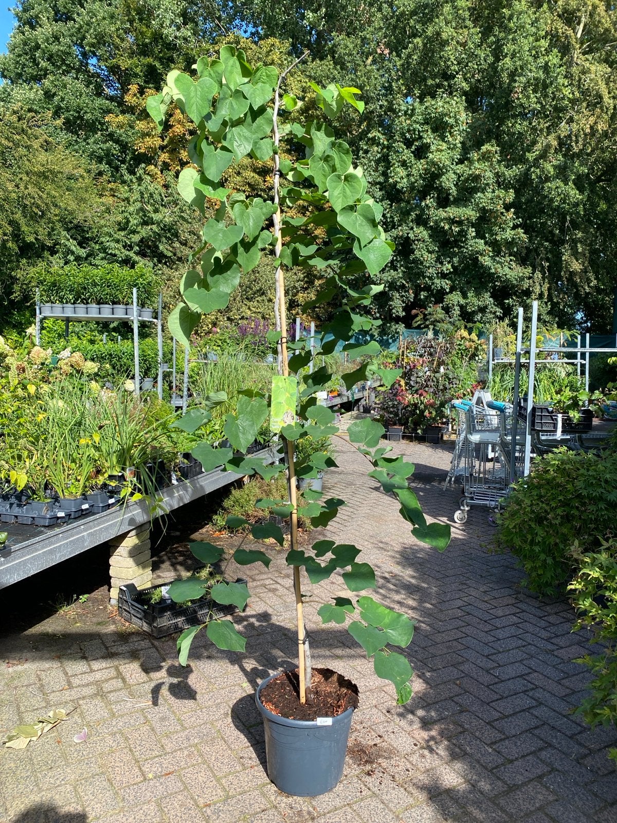 Cercis canadensis 'Vanilla Twist' - 2m hoog, Tuin en Terras, Overige soorten, Lente, 100 tot 250 cm, Ophalen
