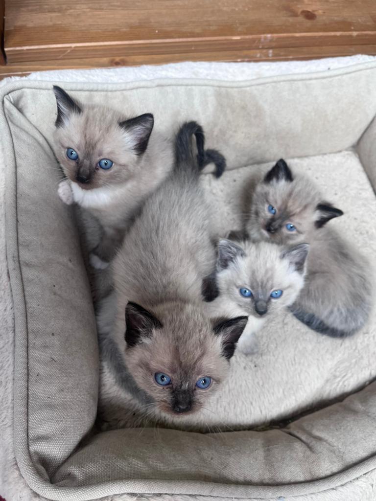 Siamese kittens, Meerdere dieren