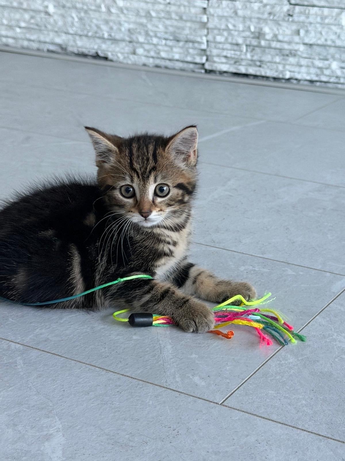 Mag voor en goede prijs weg, Poes