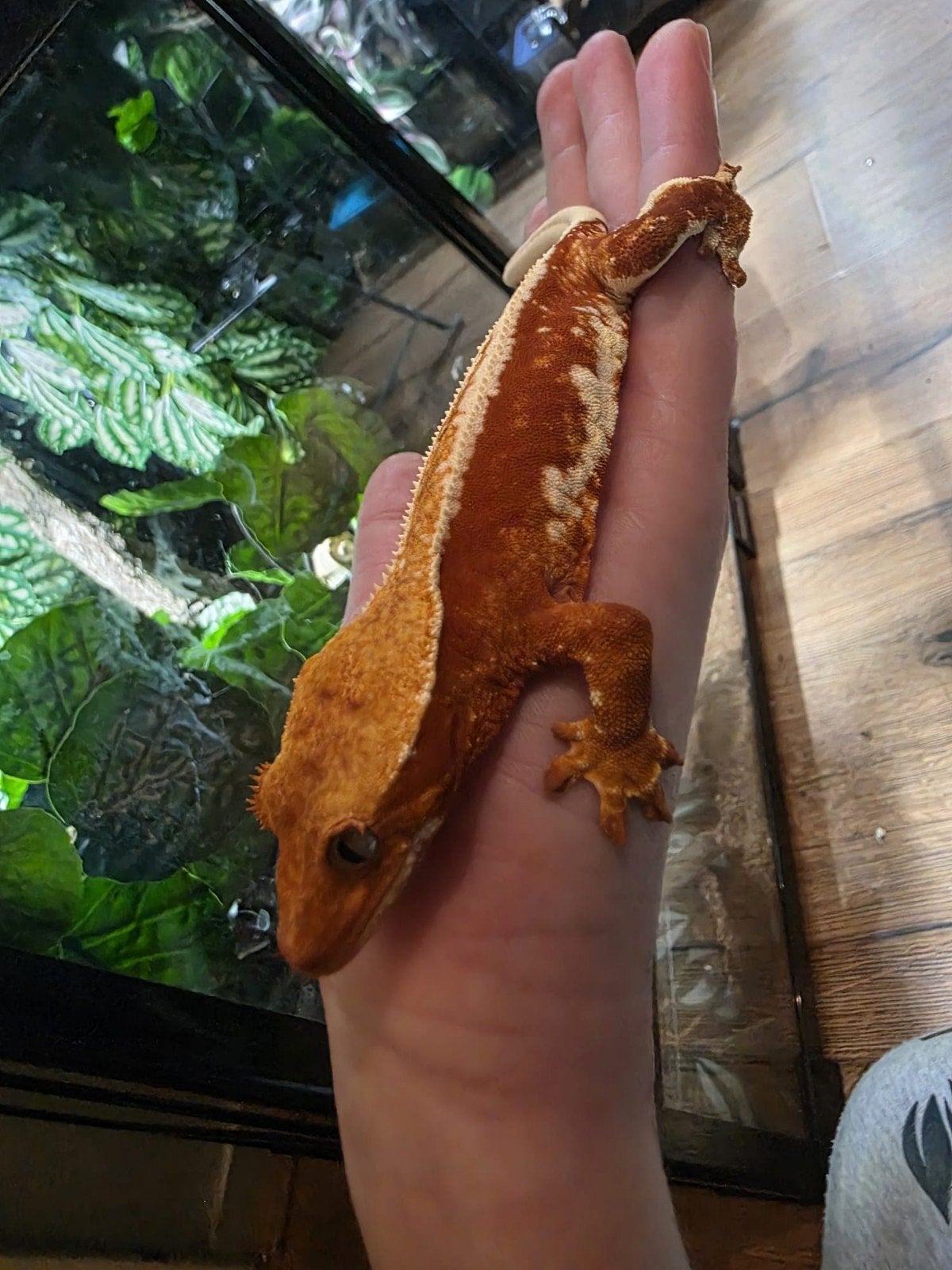 Wimpergekko crested gekko, Dieren en Toebehoren, Reptielen en Amfibieën, Hagedis, Tam, 0 tot 2 jaar