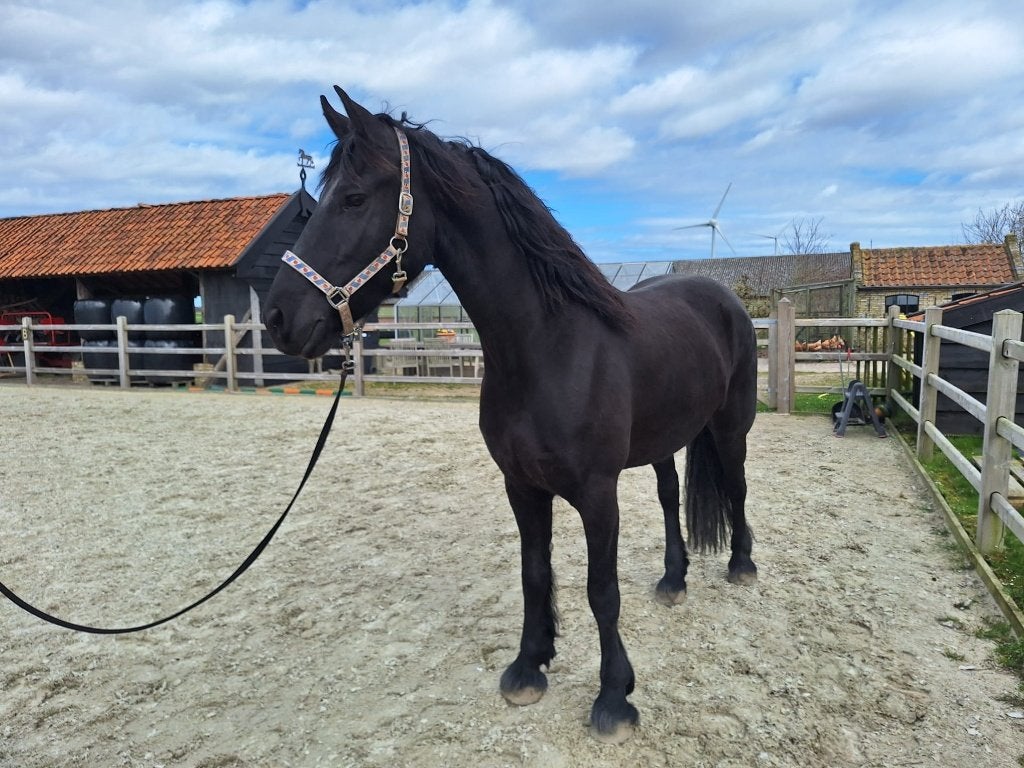 te koop een lieve Friese merrie, Merrie, Met stamboom, Zadelmak, 7 tot 10 jaar