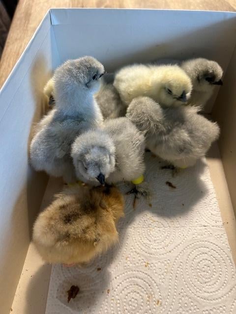 Kuikentjes/hennen gebaarde zijdehoen/zijdehoenders, Dieren en Toebehoren, Pluimvee, Vrouwelijk, Kip