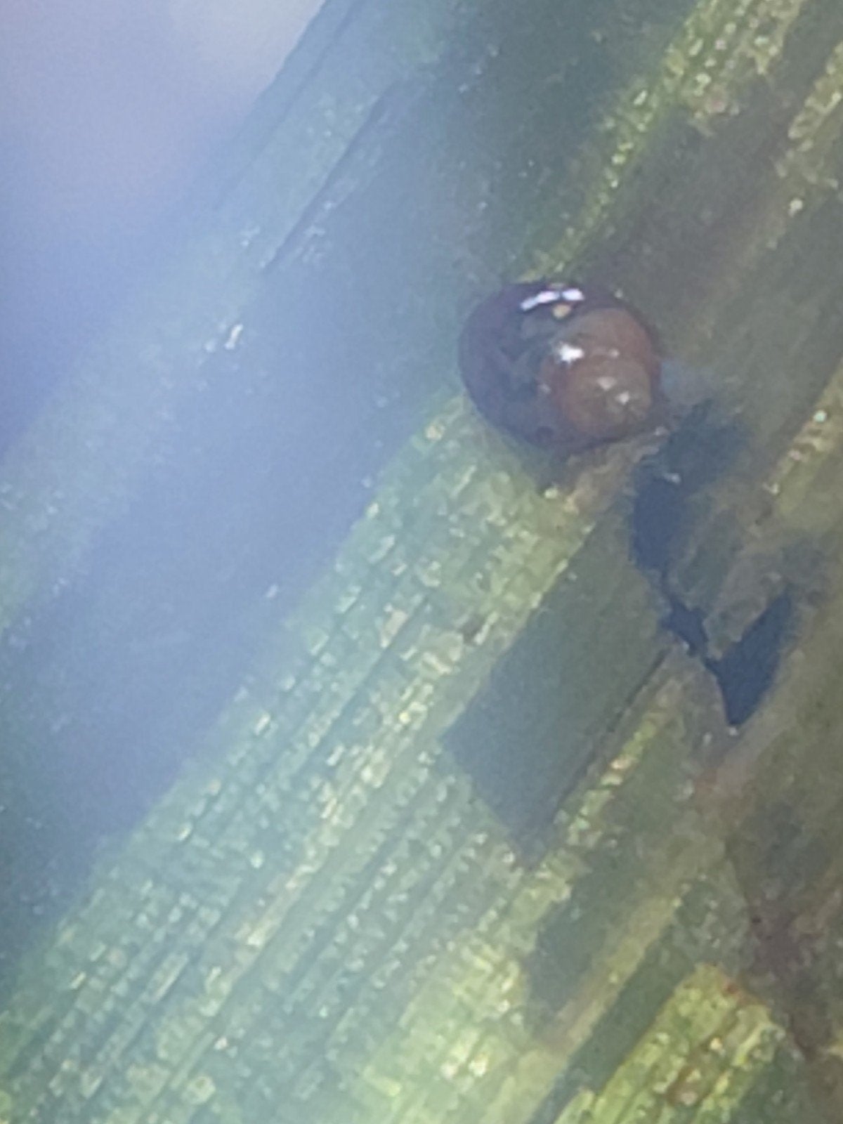 aquarium slakken, Slak of Weekdier, Zoetwatervis, Schoolvis