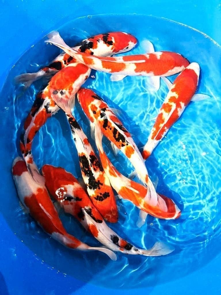 Japankoi keus uit honderden Jonge Japankoi, kom eens kijken,, Karper of Koi