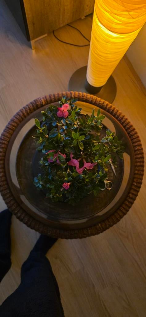 Bonsai rhododendron, In pot, Halfschaduw, Lente, Minder dan 100 cm