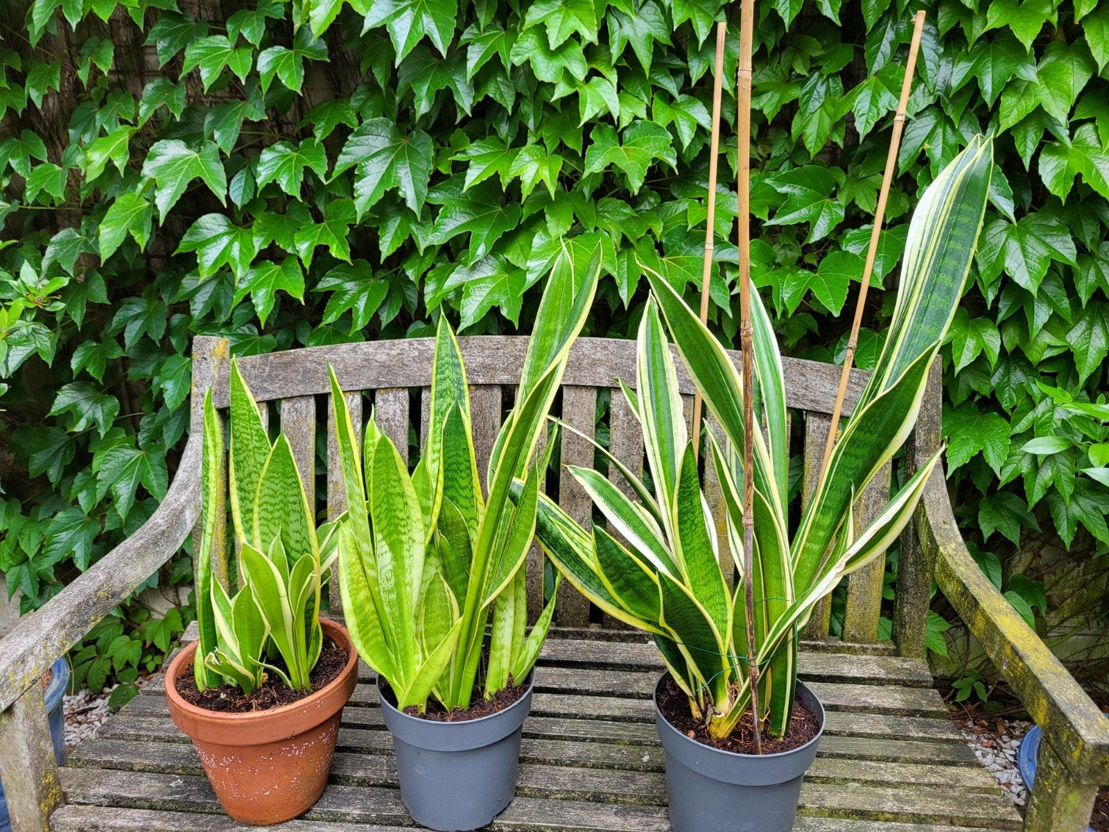 Te Koop Sanseveriaas., Ophalen, Overige soorten, Volle zon