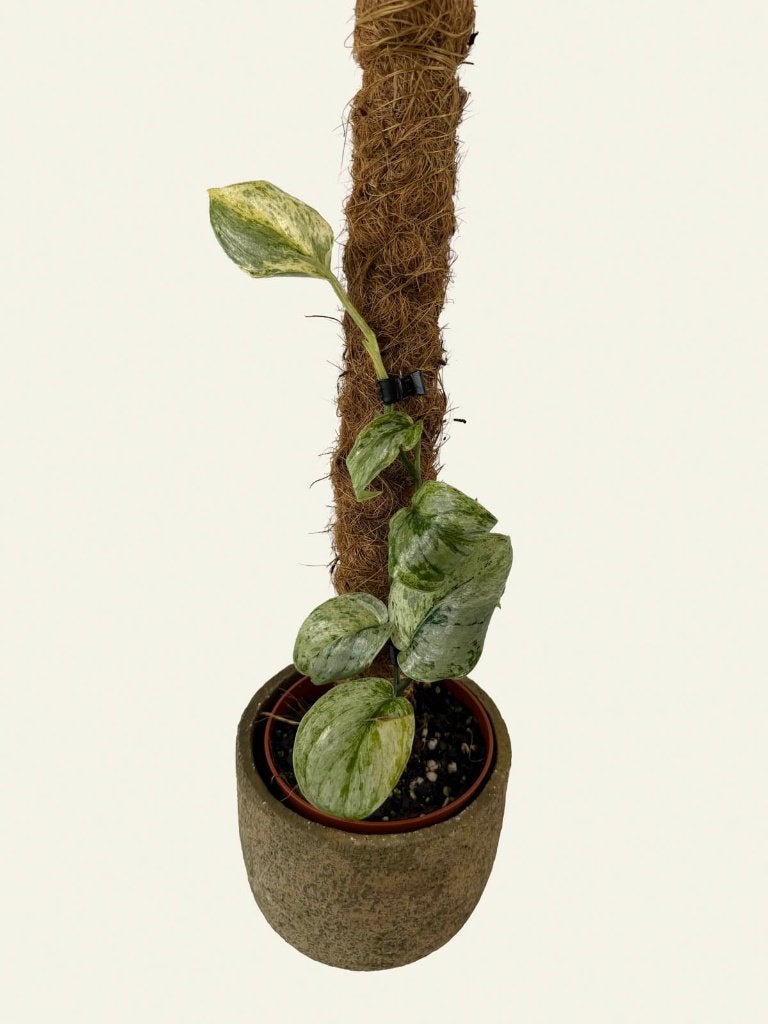 Scindapsus Peasun, Huis en Inrichting, Kamerplanten, Ophalen of Verzenden, Halfschaduw, Minder dan 100 cm
