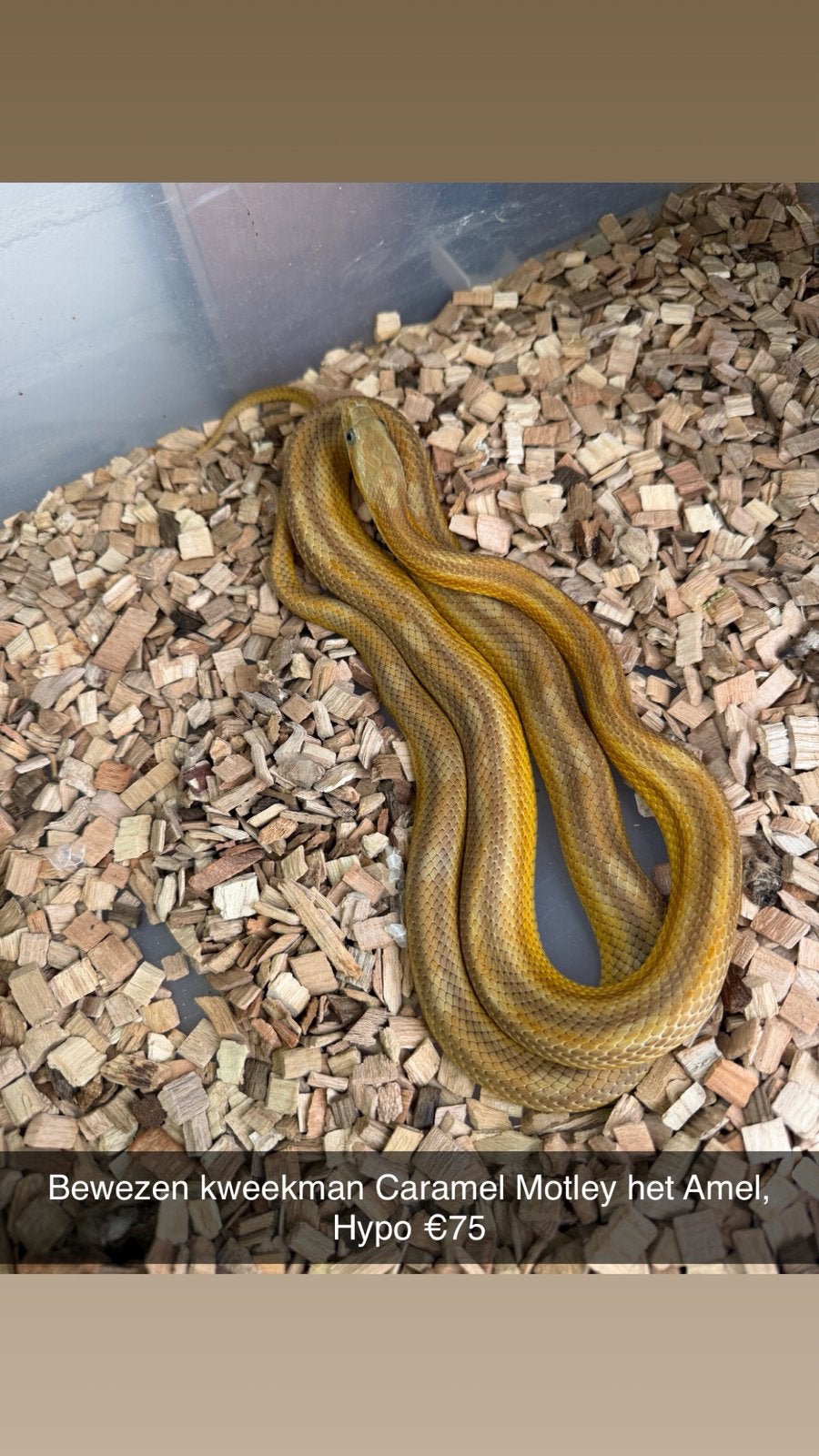 Rattenslangen (Hele leuke genen) (Spoed!) Rat Snake photo 5